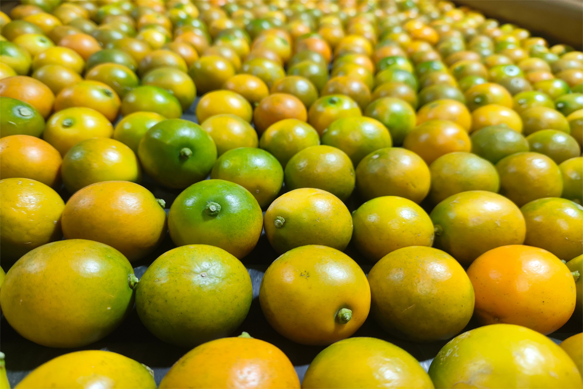Chinese Honey kumquat growers target the Middle Eastern market amid rising demand