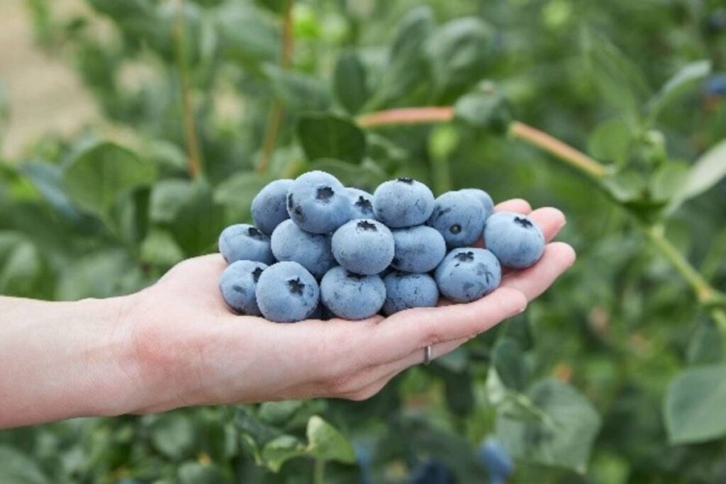 Fall Creek to present new high-chill blueberry variety at Fruit Logistica 2026