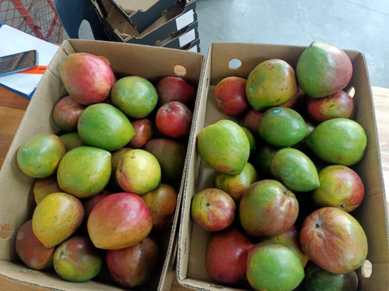 Sun World Blyde breeding