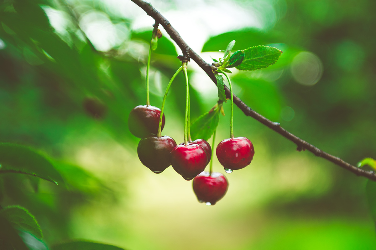 New evergreen cherry tree could revolutionize stone fruit production in warmer climates