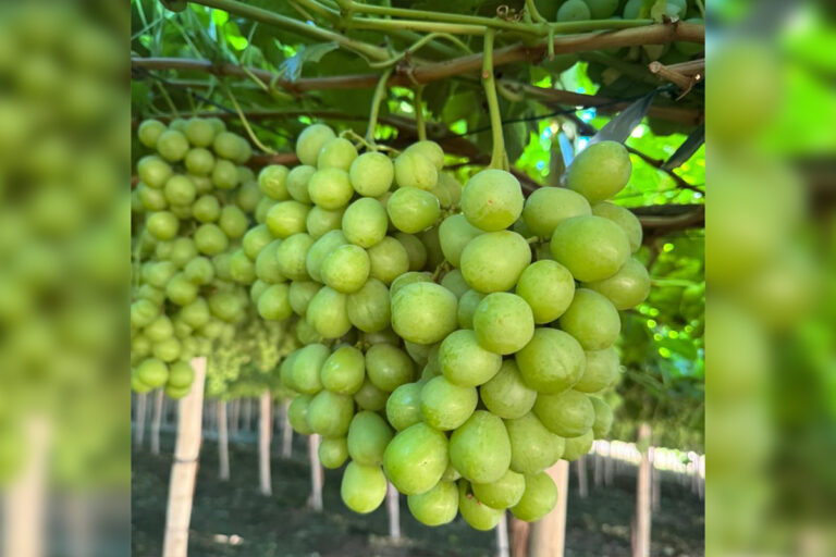 Chilean table grapes