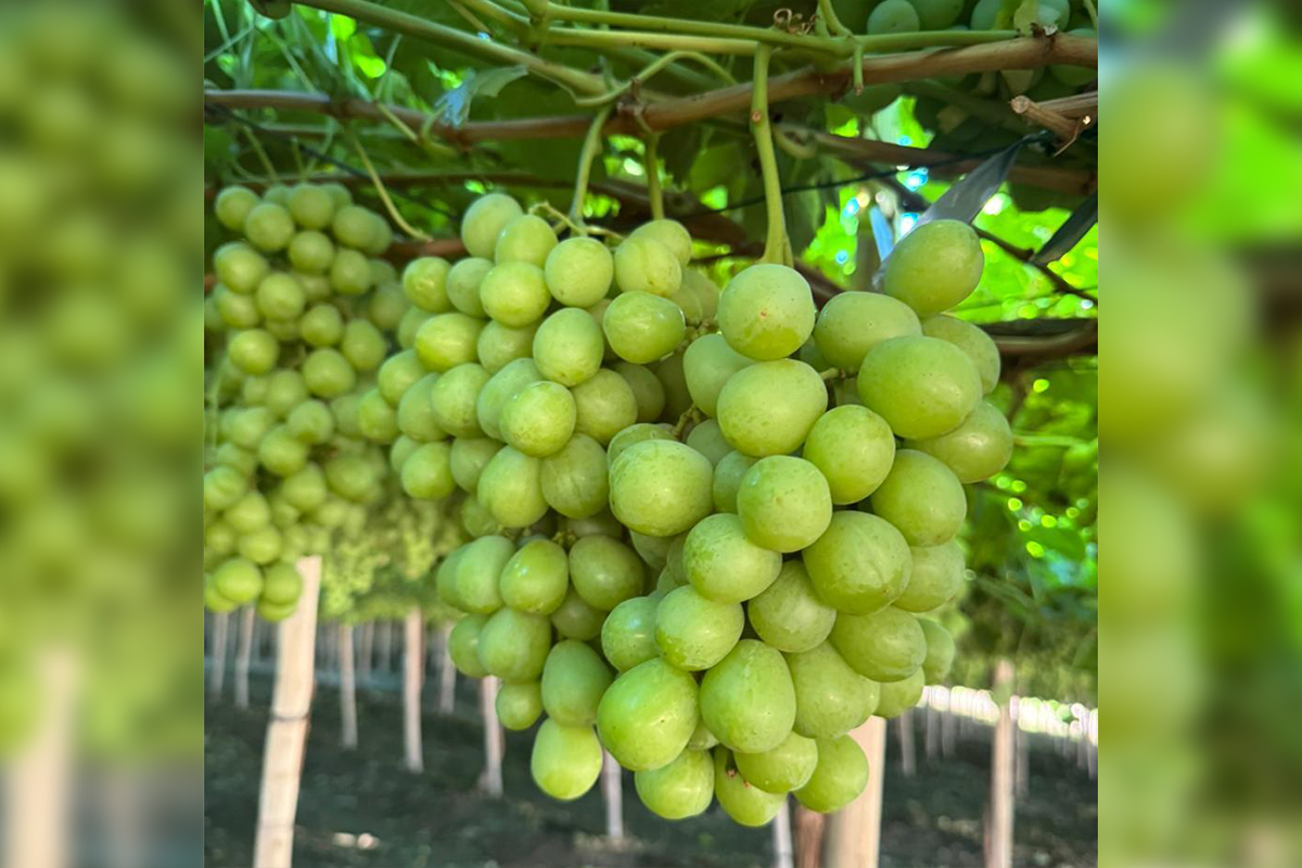 Chilean table grape season kicks off with 64-million-box forecast as focus shifts to US-Peru supply balance