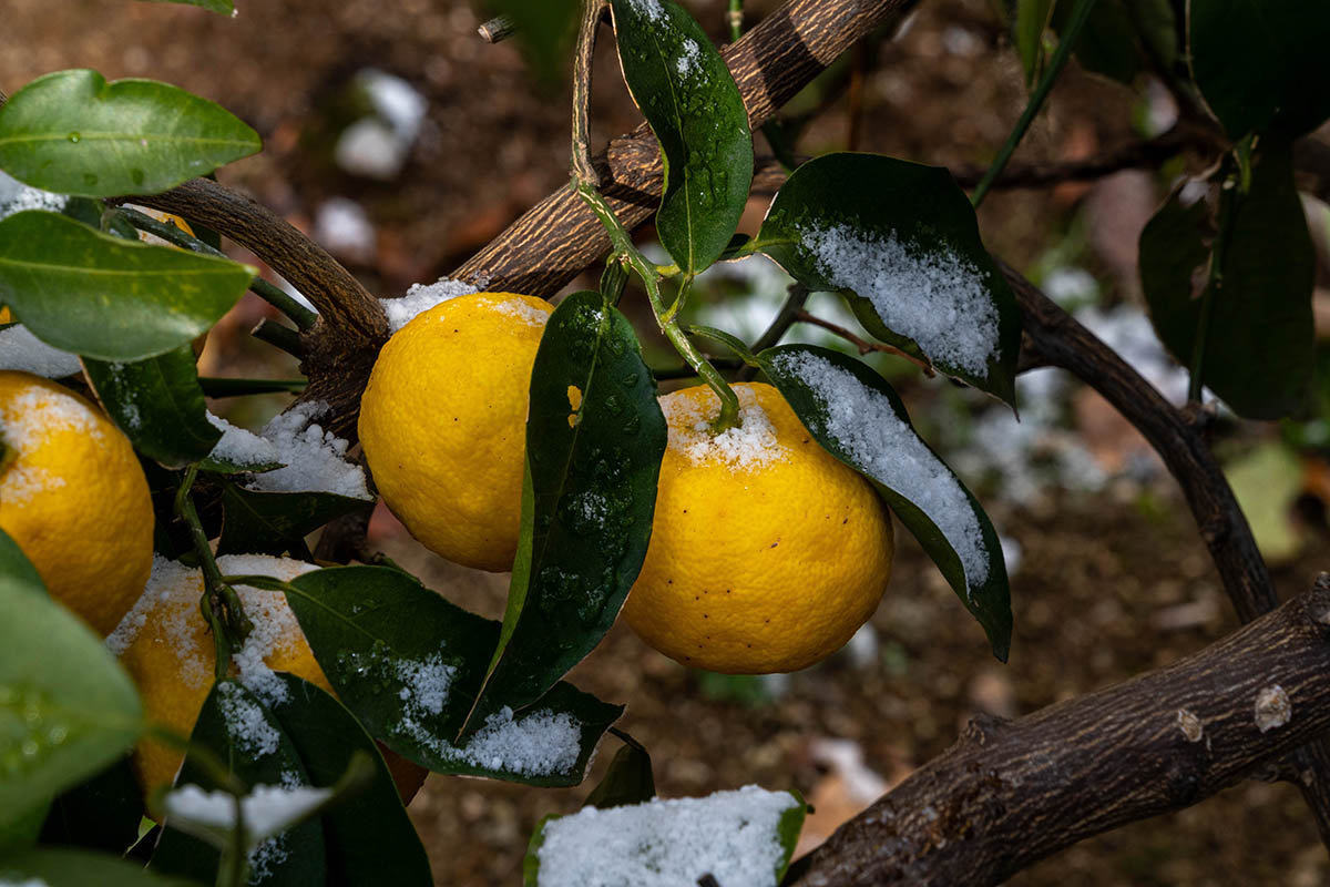 No news is good news: Florida and Georgia growers successfully weathered winter cold snap and report no crop damage