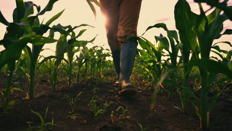 farmer sentiment farmerf walking on corn field