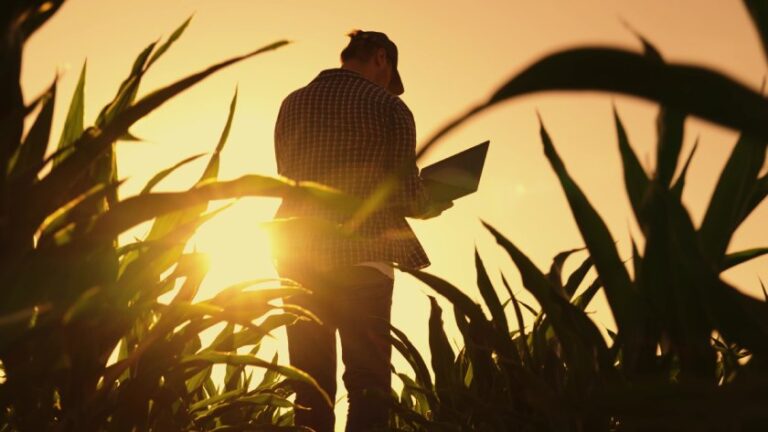 Farmer sentiment farmer walking on corn fields holding laptop