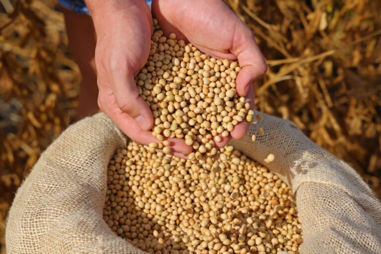 Farmer sentiment hands scooping soybean