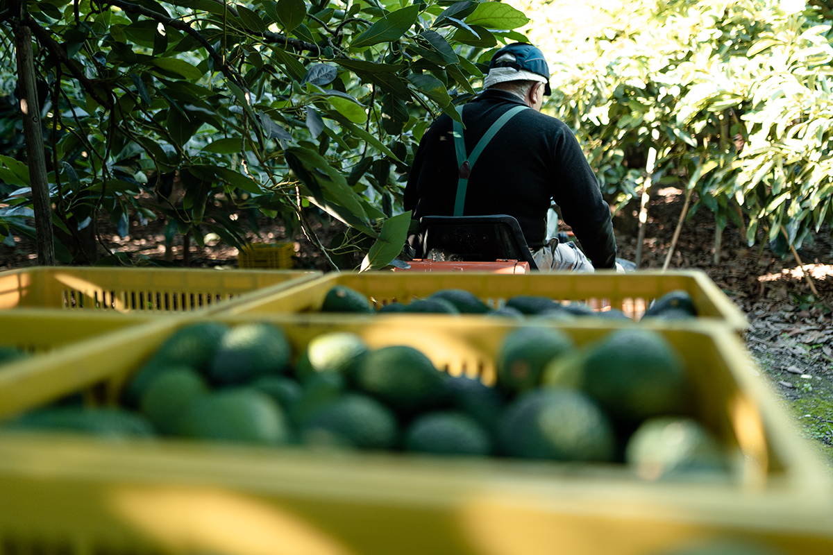 Climate change is pushing Florida avocado growers North, opening the door for the coveted Hass