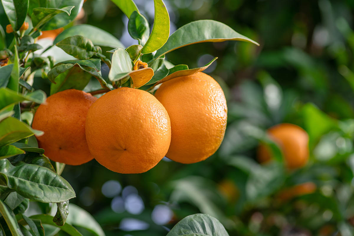 Morocco's citrus production is on the rise with mandarins leading exports, USDA says
