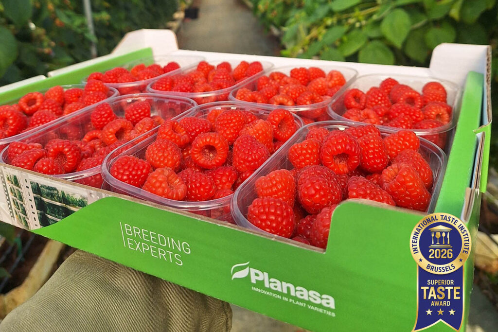 Planasa’s Pink Hudson raspberry wins Superior Taste Award's highest three-star rating