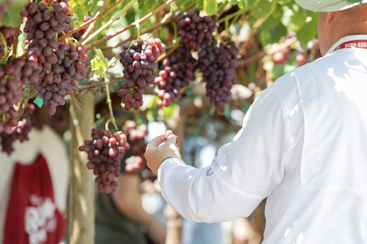 Sun World expands marketer network to support branded grape programs' growth