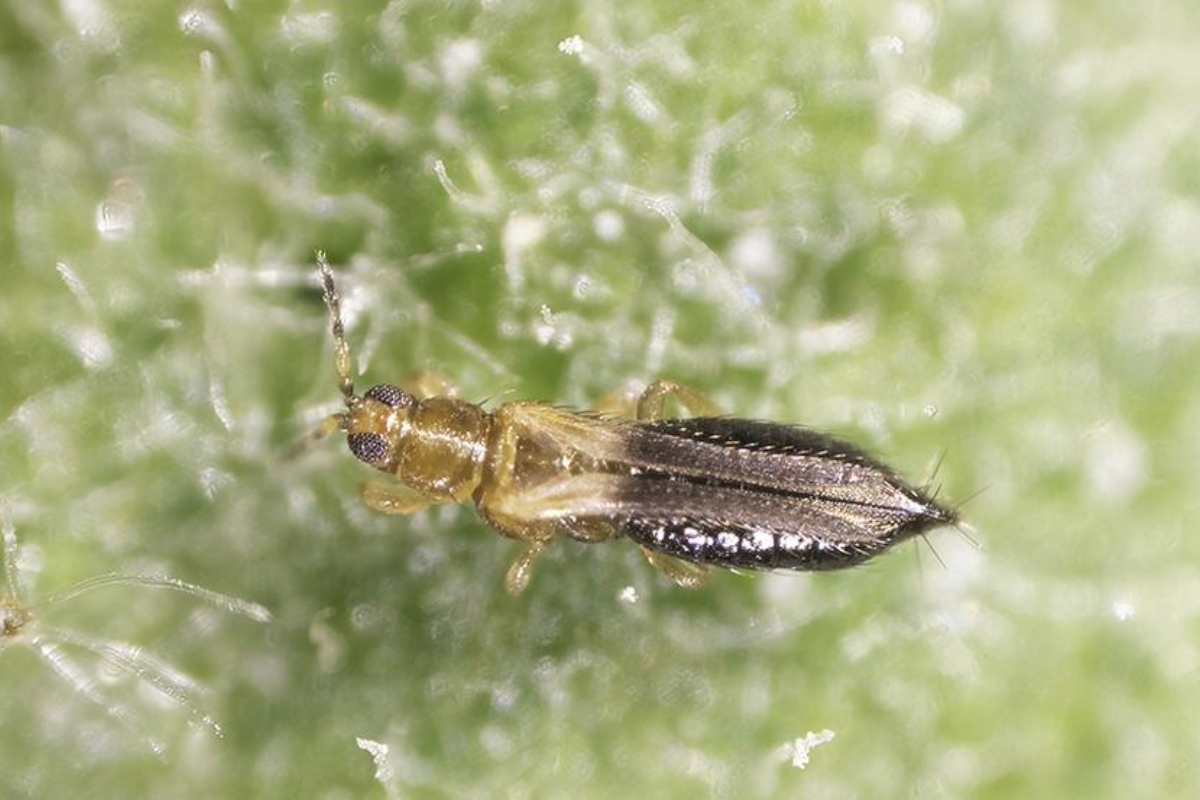 Breakthrough study reveals how warm weather fuels destructive short-spined thrips in Florida