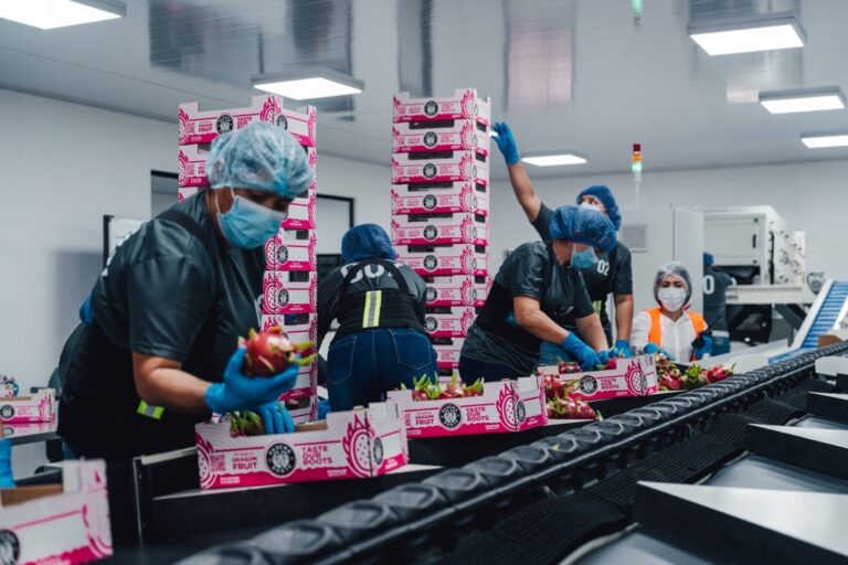 Tierra Suelta Dragon Fruit Packing line