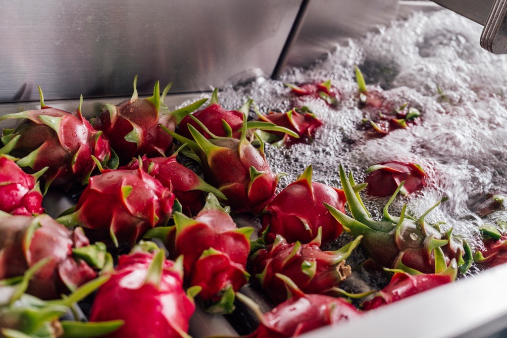 Tierra Suelta sees steady firepower for Ecuador’s peak dragon fruit season