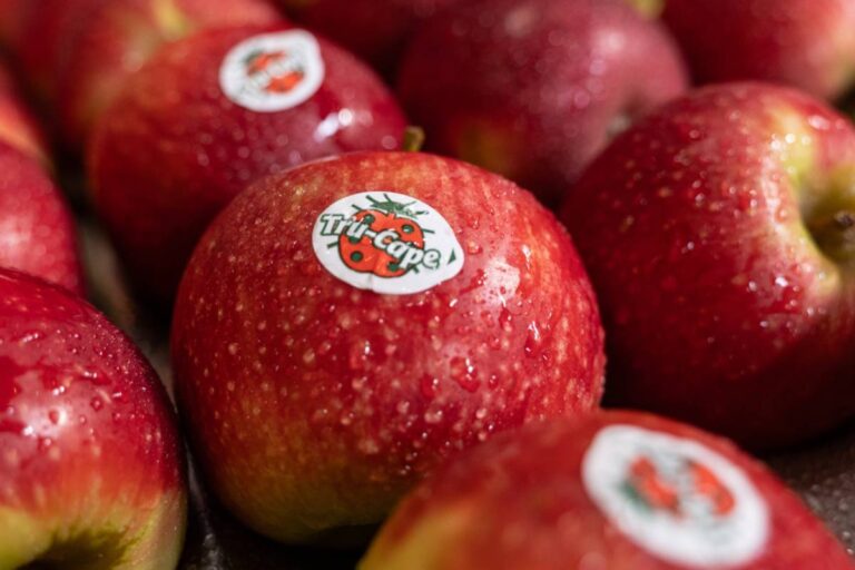 South African apple and pear industry