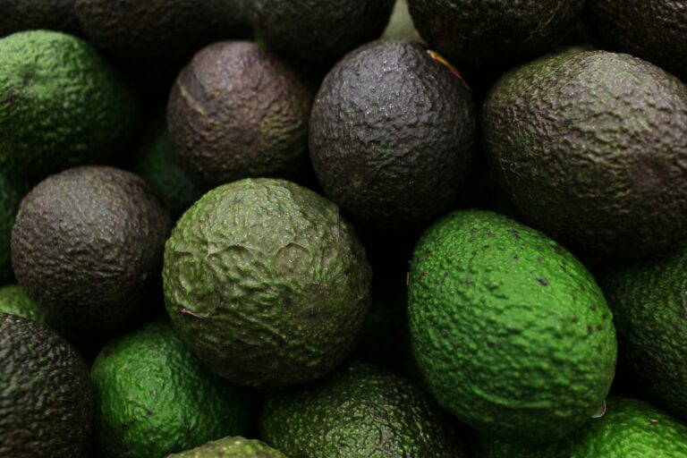 US avocado imports