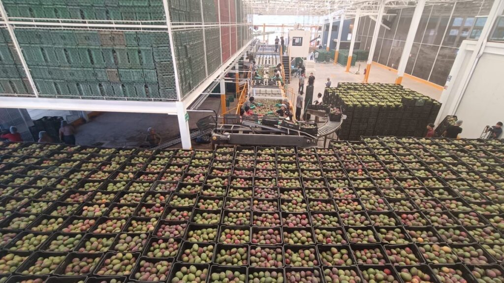 Mexican mango momentum rolls on in the US, EMEX president says