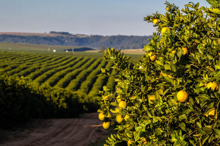 Florida citrus program