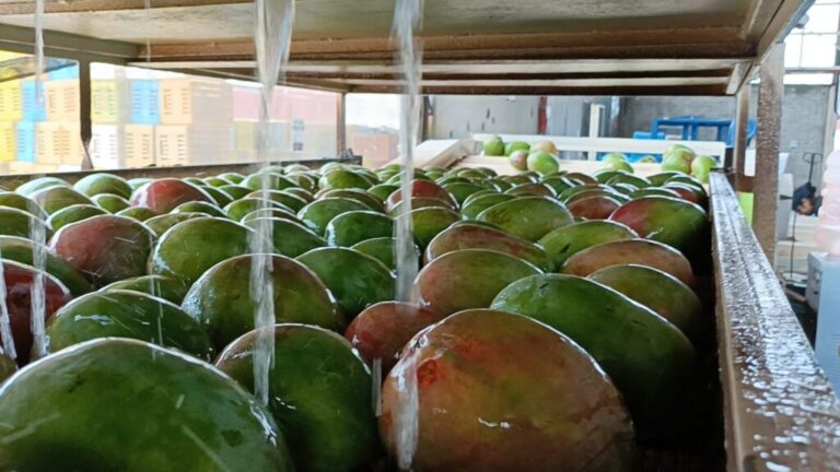 EMEX mango washing line