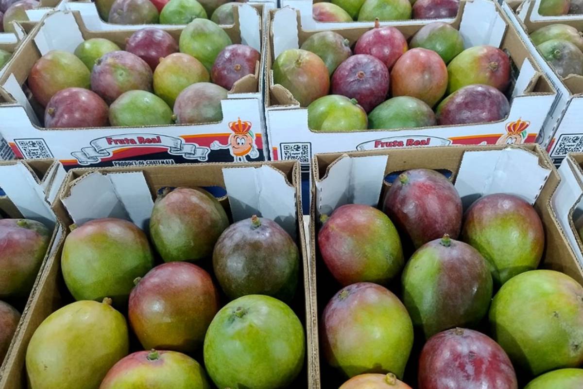 Guatemalan mango exports to US soar by 4 percent in 2025, fueled by stronger supply