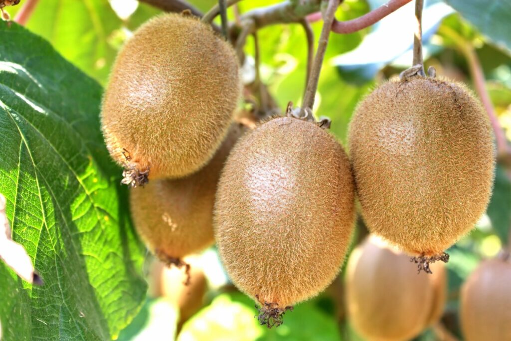 Chilean kiwi forecasts 20 percent volume growth, capitalizing on favorable climate and global market shift