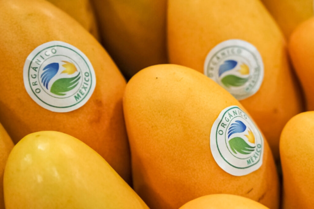 Mexican organic mango production is thriving