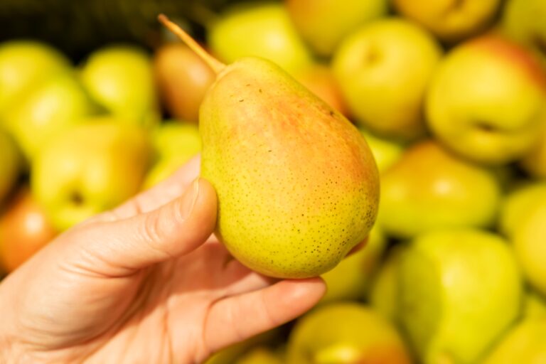 pear import season pear in hand