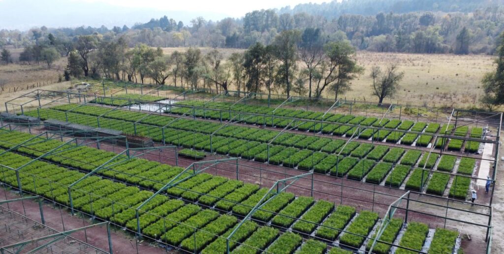 APEAM branches out with 650,000 pine seedlings for avocado regions