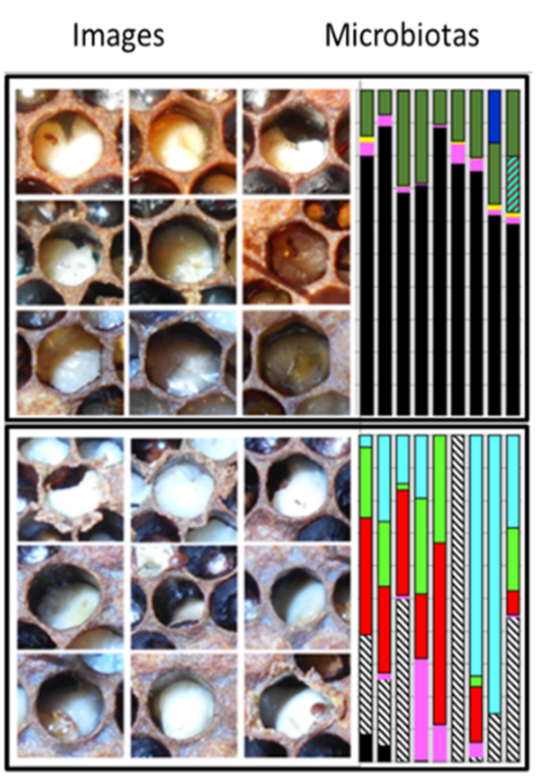pollinaton diagnostics app