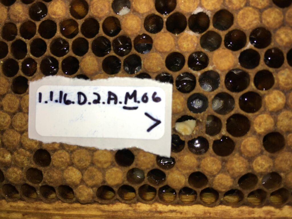 A sting in the tail for European Foulbrood: AI tool aims to sharpen bee disease diagnostics