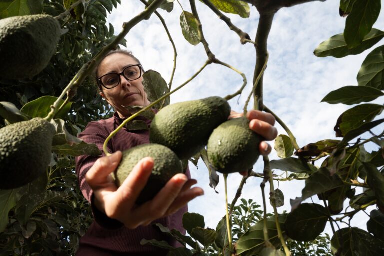 Woman harvesting avocados, a CAC member potentially