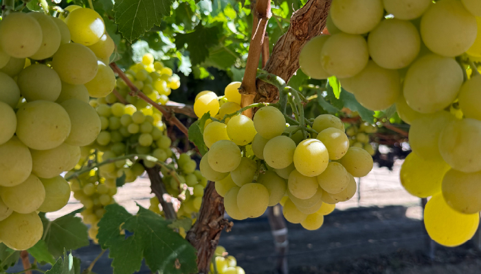 El legado de 50 años de Sun World (y lo que viene)