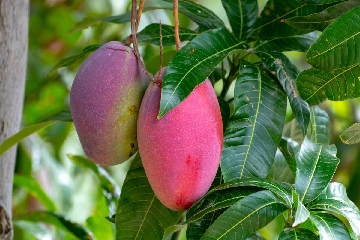 Mexican mango's global triumph: How diversification fuels international growth