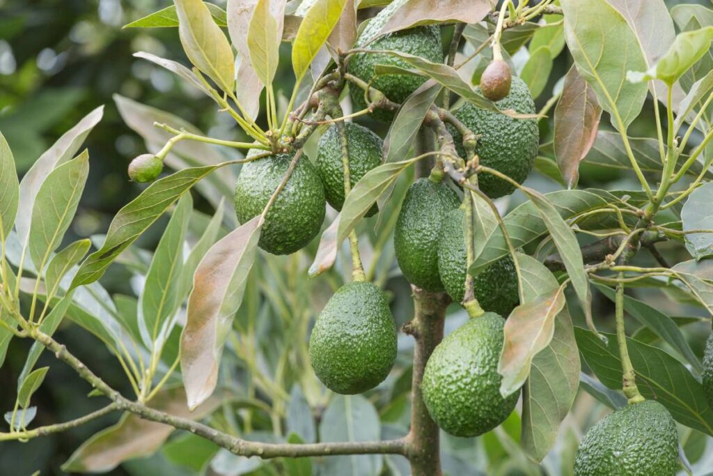 Australian avocado industry faces export profitability issues despite broader market access