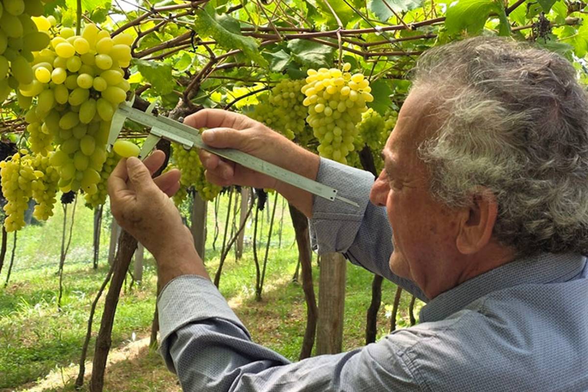 Brazil welcomes BRS Pérola, a white seedless table grape variety with up to 12 tons per acre