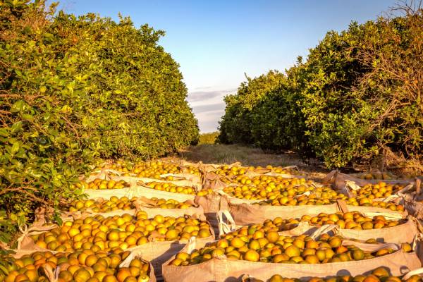 Tariffs affected the Brazilian citrus industry's groves 