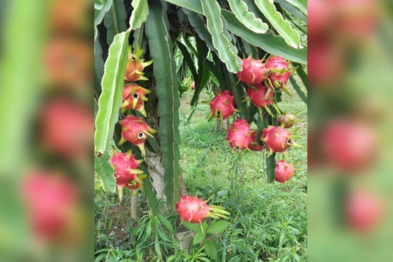 Dragon fruit plant