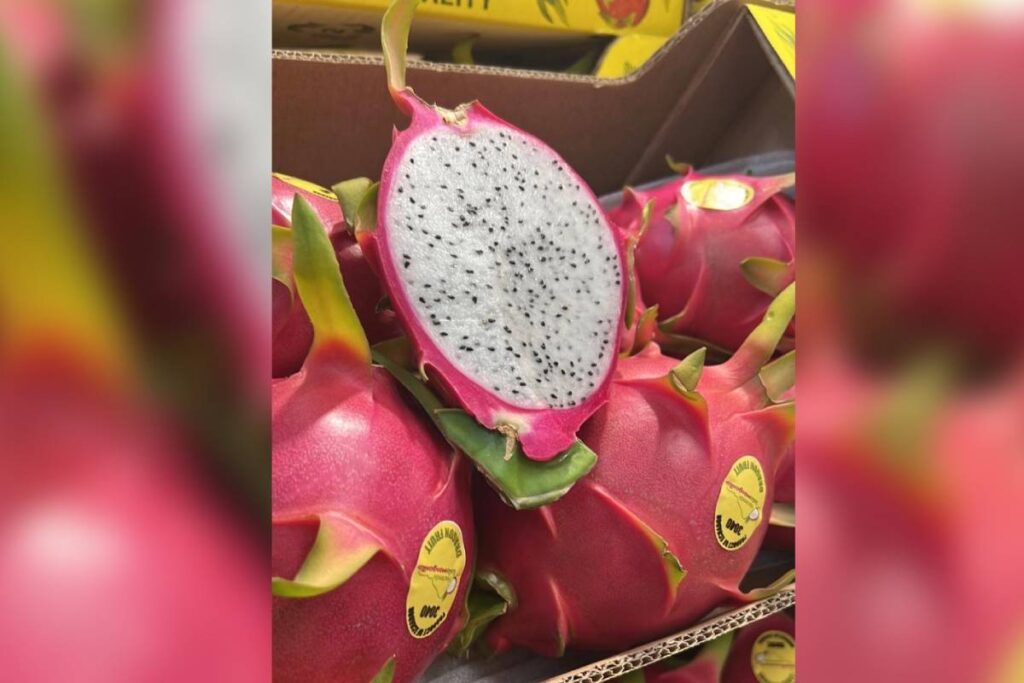 Quality is the unequivocal response to Ecuador's dragon fruit oversupply crisis