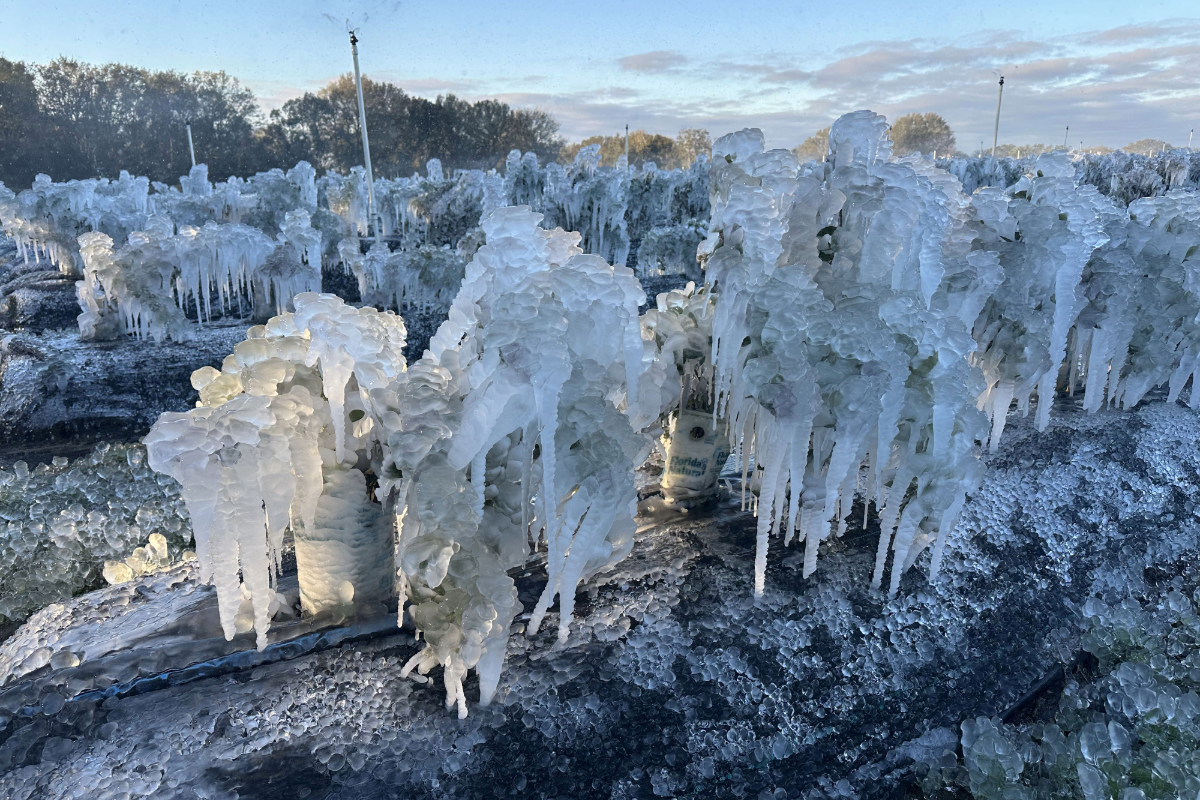 “Our red bet came up”: Florida blueberry industry faces major losses after historic frost