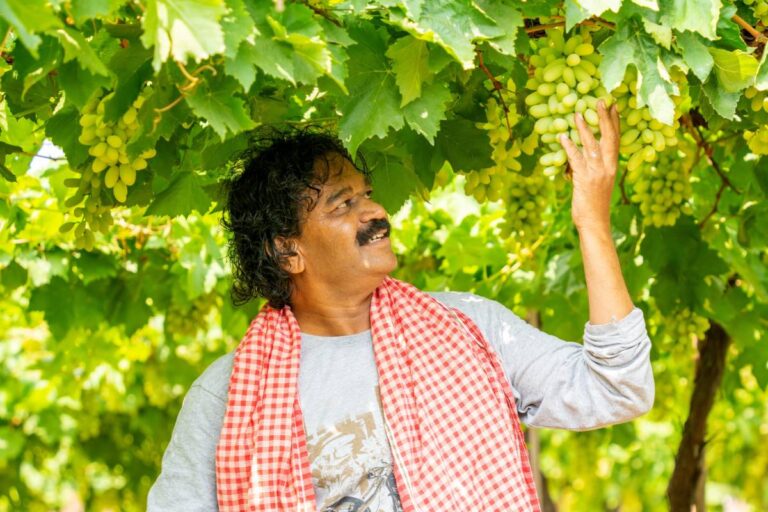 Indian table grape