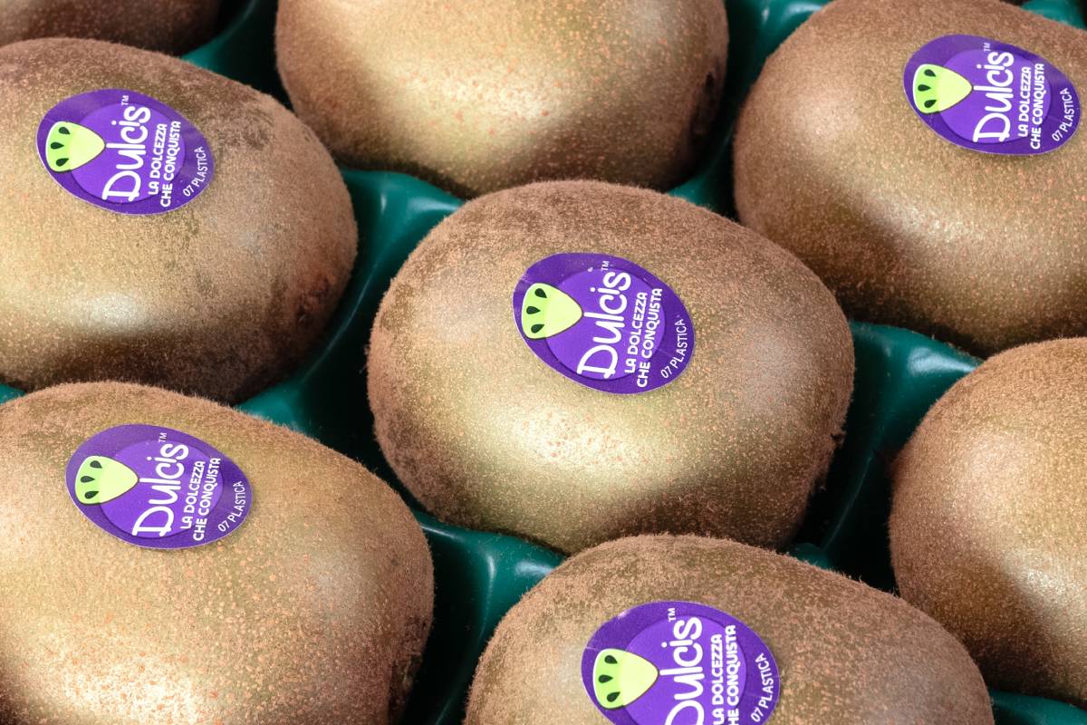 Dulcis™ kiwifruit takes on global market: Italian premium variety arrives on shelves in the UAE