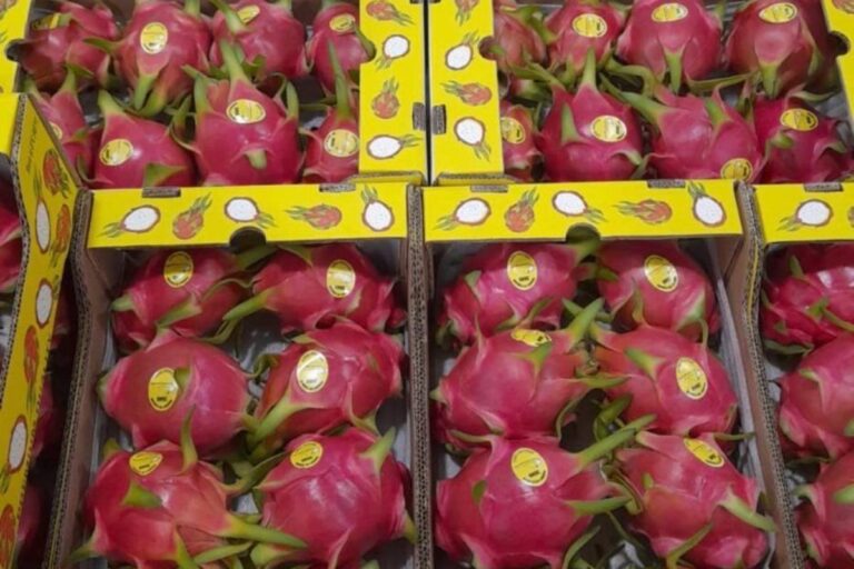 Ecuador dragon fruit