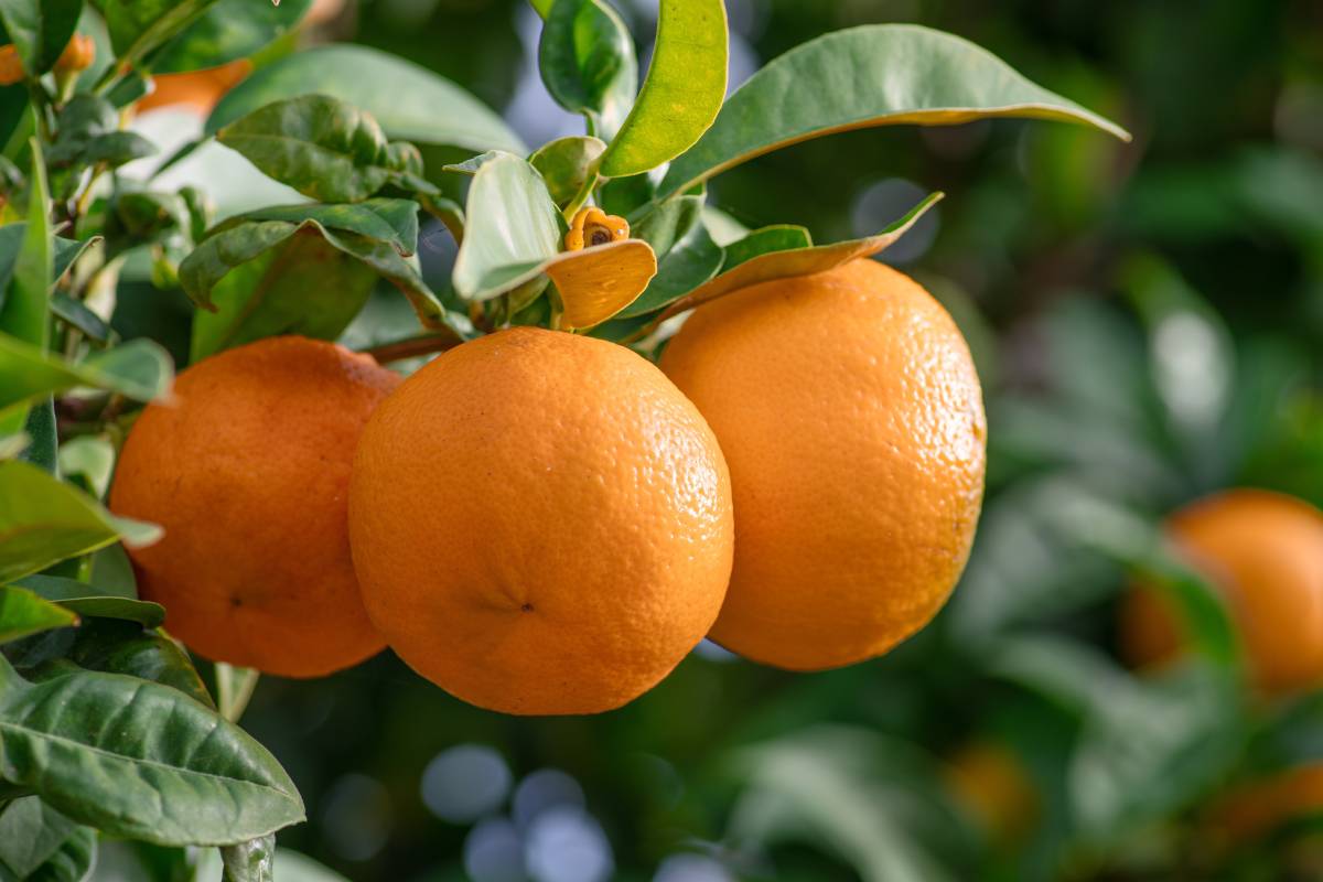 Record surge: US mandarin and tangerine imports to hit 555,000 metric tons as California output dips