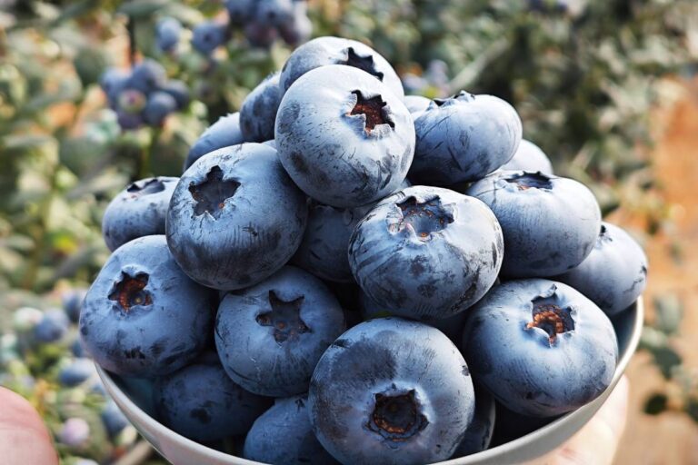 Planasa Blue Maldiva blueberries