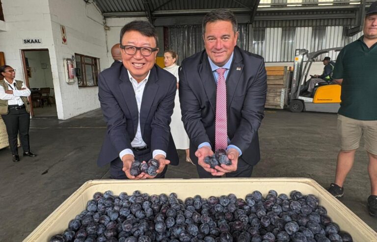 South african stone fruit exports