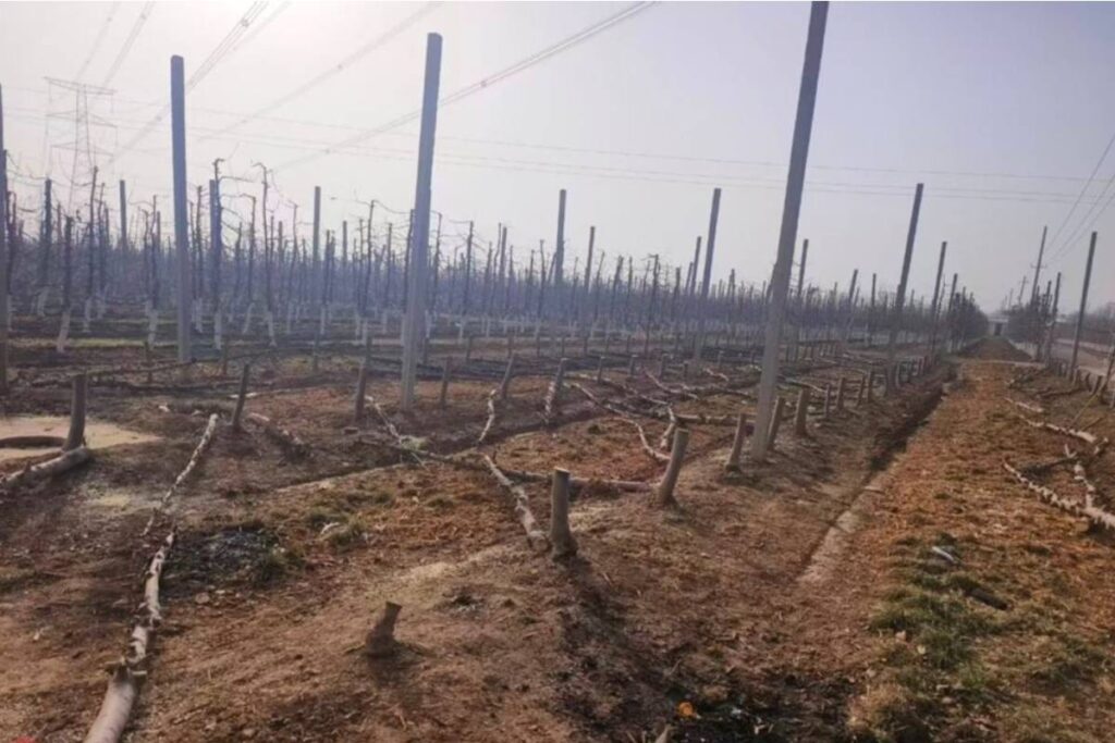 T&G wins another PVR legal battle in China resulting in destruction of illegal trees