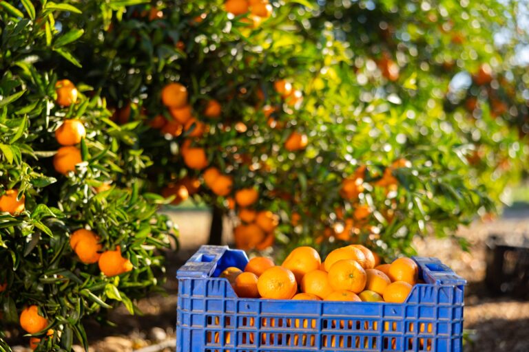 Tango mandarins on tree and basket