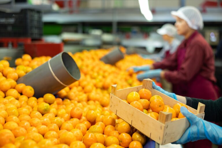 Tango mandarins packing line
