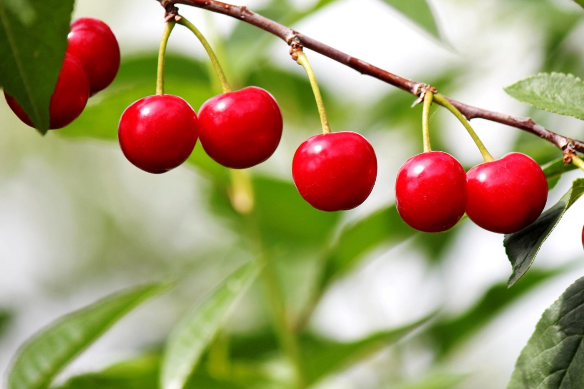 US tart cherry industry unveils 'True Tart' label to strengthen global market position