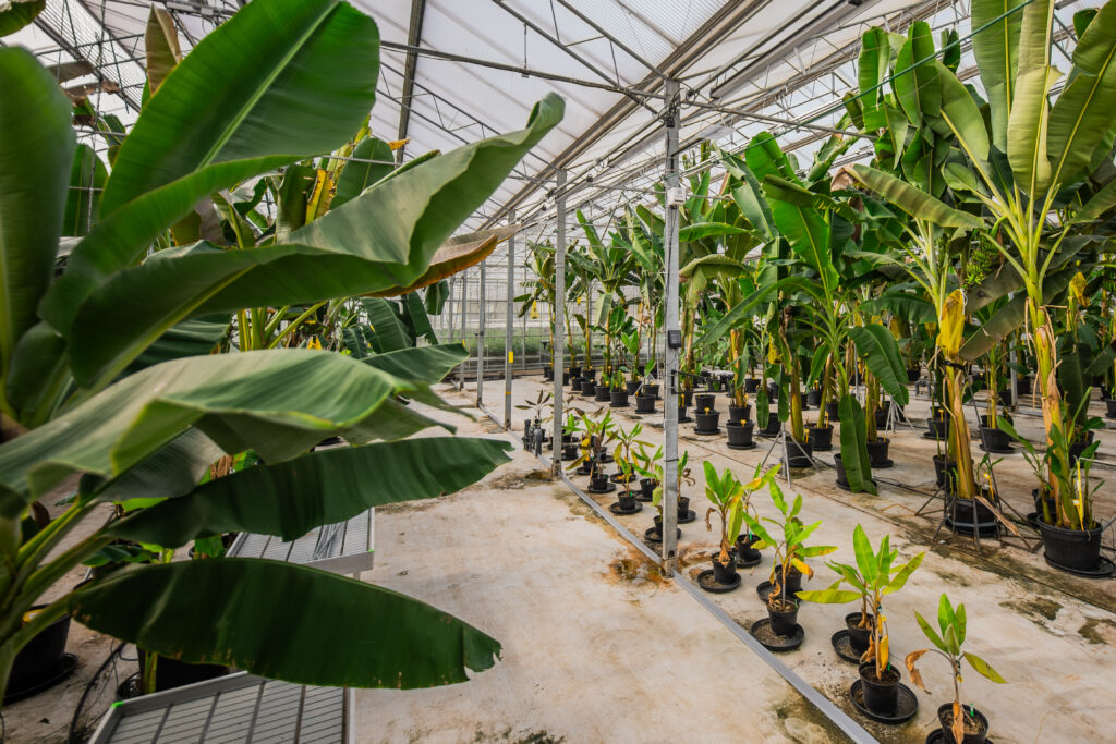 Chiquita eyes 2028-30 launch for non-GMO, TR4-resistant bananas