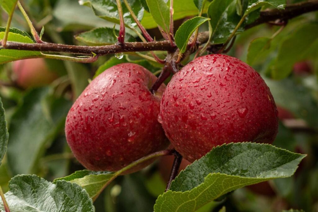 Tru-Cape celebrates trade agreement between South Africa and China, urges government to further tariff reform